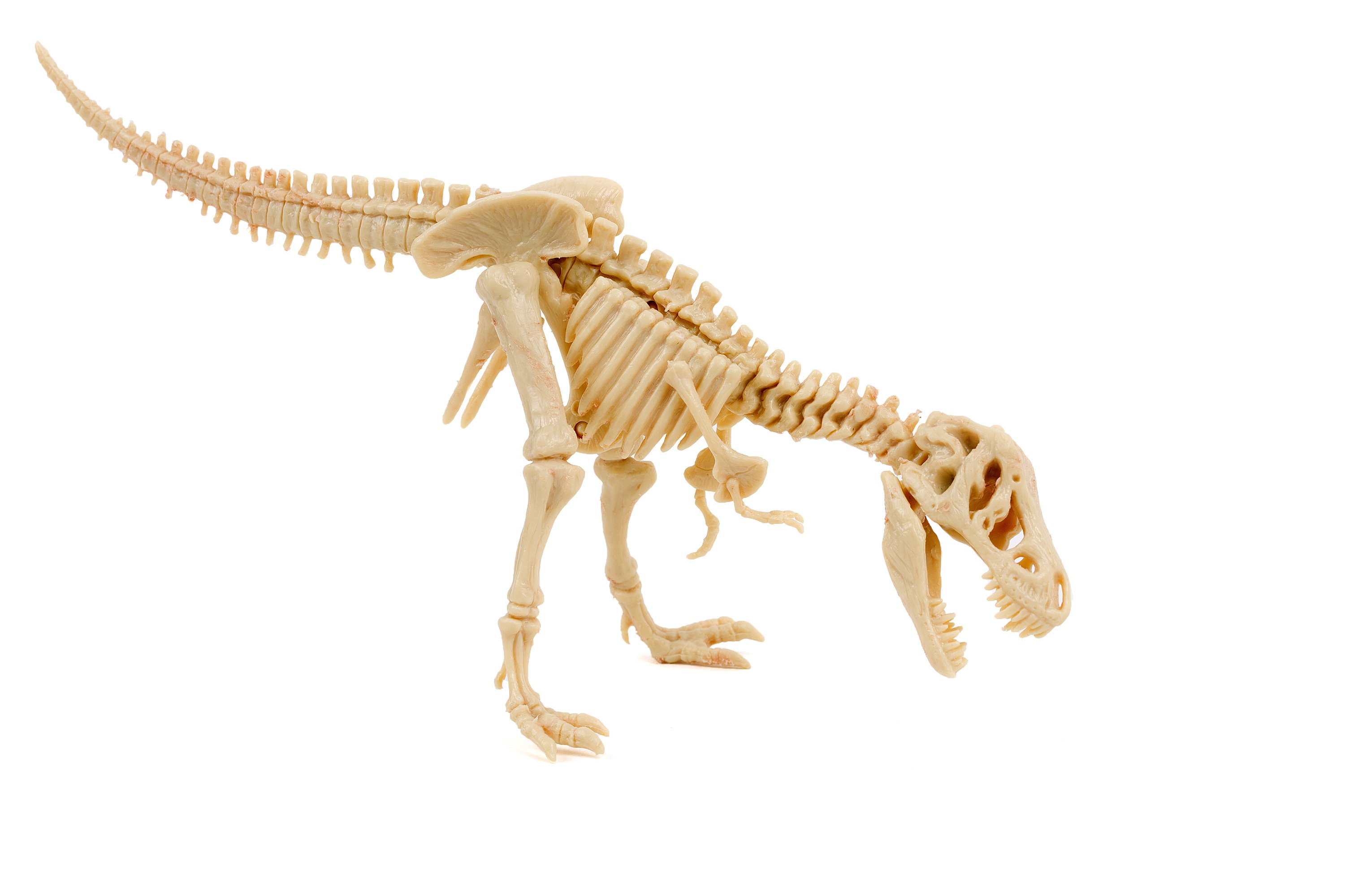 T-Rex skeleton